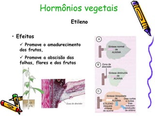 Hormônios vegetais
Etileno
• Efeitos
 Promove o amadurecimento
dos frutos,
 Promove a abscisão das
folhas, flores e dos frutos
 