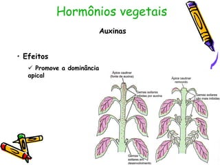 Hormônios vegetais
Auxinas
• Efeitos
 Promove a dominância
apical
 