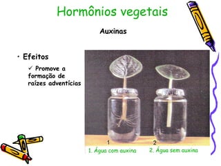 Hormônios vegetais
Auxinas
• Efeitos
 Promove a
formação de
raízes adventícias
1. Água com auxina 2. Água sem auxina
 