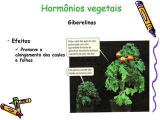 Hormônios vegetais
Giberelinas
• Efeitos
 Promove o
alongamento dos caules
e folhas
 