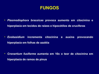 FUNGOS Plasmodiophora brassicae  provoca aumento em citocinina e hiperplasia em tecidos de raízes e hipocótilos de crucíferas Exobasidium  incrementa citocinina e auxina provocando hiperplasia em folhas de azaléia Cronartium fusiforme  aumenta em 10x o teor de citocinina em hiperplasia de ramos de pinus 