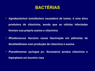 BACTÉRIAS Agrobacterium tumefaciens  causadora de tumor, é uma ativa produtora de citocinina, sendo que as células infectadas formam sua própria auxina e citocinina Rhodococcus fascians  causa fascinação em plântulas de dicotiledôneas com produção de citocinina e auxina Pseudomonas syringae  pv.  Savastanoi  produz citocinina e hiperplasia em loureiro rosa 
