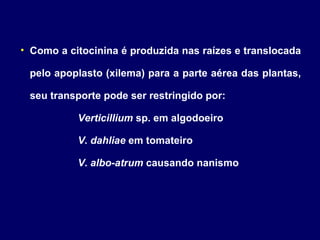 Como a citocinina é produzida nas raízes e translocada pelo apoplasto (xilema) para a parte aérea das plantas, seu transporte pode ser restringido por: Verticillium  sp. em algodoeiro V. dahliae  em tomateiro V. albo-atrum  causando nanismo 