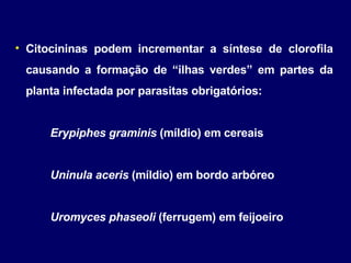 Citocininas podem incrementar a síntese de clorofila causando a formação de “ilhas verdes” em partes da planta infectada por parasitas obrigatórios: Erypiphes graminis  (míldio) em cereais Uninula aceris  (míldio) em bordo arbóreo Uromyces phaseoli  (ferrugem) em feijoeiro 