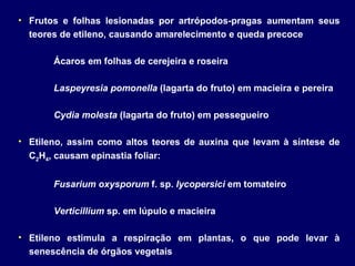 Frutos e folhas lesionadas por artrópodos-pragas aumentam seus teores de etileno, causando amarelecimento e queda precoce Ácaros em folhas de cerejeira e roseira Laspeyresia pomonella  (lagarta do fruto) em macieira e pereira Cydia molesta  (lagarta do fruto) em pessegueiro Etileno, assim como altos teores de auxina que levam à síntese de C 2 H 4 , causam epinastia foliar: Fusarium oxysporum  f. sp.  lycopersici  em tomateiro Verticillium  sp. em lúpulo e macieira Etileno estimula a respiração em plantas, o que pode levar à senescência de órgãos vegetais 