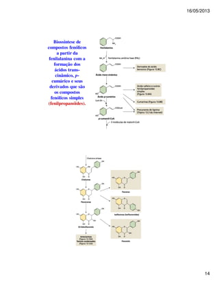 16/05/2013 
14 
Biossíntese de 
compostos fenólicos 
a partir da 
fenilalanina com a 
formação dos 
ácidos trans-cinâmico, 
p-cumárico 
e seus 
derivados que são 
os compostos 
fenólicos simples 
(fenilpropanóides). 
 
