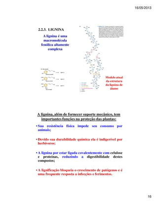 16/05/2013 
16 
Modelo atual 
da estrutura 
da lignina de 
álamo 
2.2.3. LIGNINA 
A lignina é uma 
macromolécula 
fenólica altamente 
complexa 
A lignina, além de fornecer suporte mecânico, tem 
importantes funções na proteção das plantas: 
• Sua resistência física impede seu consumo por 
animais; 
• Devido sua durabilidade química ela é indigerível por 
herbívoros; 
• A lignina por estar ligada covalentemente com celulose 
e proteínas, reduzindo a digestibilidade destes 
compostos; 
• A lignificação bloqueia o crescimento de patógenos e é 
uma frequente resposta a infecções e ferimentos. 
 