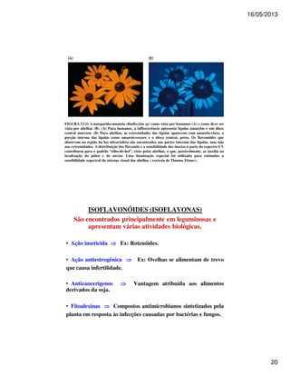 16/05/2013 
20 
FIGURA 13.11 A margarida-amarela (Rudbeckia sp) como vista por humanos (A) e como deve ser 
vista por abelhas (B). (A) Para humanos, a inflorescência apresenta lígulas amarelas e um disco 
central marrom. (B) Para abelhas, as extremidades das lígulas aparecem com amarelo-claro, a 
porção interna das lígulas como amarelo-escuro e o disco central, preto. Os flavonóides que 
absorvem na região da luz ultravioleta são encontrados nas partes internas das lígulas, mas não 
nas extremidades. A distribuição dos flavonóis e a sensibilidade dos insetos à parte do espectro UV 
contribuem para o padrão “olho-de-boi”, visto pelas abelhas, o que, possivelmente, as auxilia na 
localização do pólen e do néctar. Uma iluminação especial foi utilizada para estimular a 
sensibilidade espectral do sistema visual das abelhas ( cortesia de Thomas Eisner). 
ISOFLAVONÓIDES (ISOFLAVONAS) 
São encontrados principalmente em leguminosas e 
apresentam várias atividades biológicas. 
• Ação inseticida ⇒ Ex: Rotenóides. 
• Ação antiestrogênica ⇒ Ex: Ovelhas se alimentam de trevo 
que causa infertilidade. 
• Anticancerígenos ⇒ Vantagem atribuída aos alimentos 
derivados da soja. 
• Fitoalexinas ⇒ Compostos antimicrobianos sintetizados pela 
planta em resposta às infecções causadas por bactérias e fungos. 
 