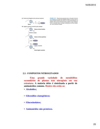 16/05/2013 
23 
2.3. COMPOSTOS NITROGENADOS 
Uma grande variedade de metabólitos 
secundários de plantas tem nitrogênio em sua 
estrutura. A maioria deles é sintetizada a partir de 
aminoácidos comuns. Dentre eles estão os: 
• Alcaloides; 
• Glicosídios cianogênicos; 
• Glucosinolatos; 
• Aminoácidos não proteicos. 
 