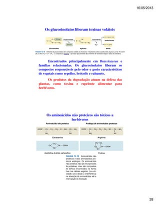 16/05/2013 
28 
Os glucosinolatos liberam toxinas voláteis 
Encontrados principalmente em Brassicaceae e 
famílias relacionadas. Os glucosinolatos liberam os 
compostos responsáveis pelo odor e gosto característicos 
de vegetais como repolho, brócolis e rabanete. 
Os produtos da degradação atuam na defesa das 
plantas, como toxina e repelente alimentar para 
herbívoros. 
Os aminoácidos não proteicos são tóxicos a 
herbívoros 
 