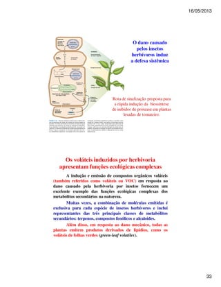 16/05/2013 
33 
O dano causado 
pelos insetos 
herbívoros induz 
a defesa sistêmica 
Rota de sinalização proposta para 
a rápida indução da biossíntese 
de inibidor de protease em plantas 
lesadas de tomateiro. 
Os voláteis induzidos por herbivoria 
apresentam funções ecológicas complexas 
A indução e emissão de compostos orgânicos voláteis 
(também referidos como voláteis ou VOC) em resposta ao 
dano causado pela herbivoria por insetos fornecem um 
excelente exemplo das funções ecológicas complexas dos 
metabólitos secundários na natureza. 
Muitas vezes, a combinação de moléculas emitidas é 
exclusiva para cada espécie de insetos herbívoros e inclui 
representantes das três principais classes de metabólitos 
secundários: terpenos, compostos fenólicos e alcaloides. 
Além disso, em resposta ao dano mecânico, todas as 
plantas emitem produtos derivados de lipídios, como os 
voláteis de folhas verdes (green-leaf volatiles). 
 
