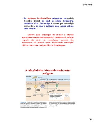 16/05/2013 
37 
• Os patógenos hemibiotróficos apresentam um estágio 
biotrófico inicial, no qual as células hospedeiras 
continuam vivas. Esse estágio é seguido por um estágio 
necrotrófico, no qual o patógeno pode causar extenso 
dano tecidual. 
Embora essas estratégias de invasão e infecção 
apresentem sucesso individualmente, epidemias de doenças 
vegetais são raras em ecossistemas naturais. Em 
decorrência das plantas terem desenvolvido estratégias 
efetivas contra este conjunto diverso de patógenos. 
A infecção induz defesas adicionais contra 
(Gene R) 
patógenos 
(produtos de um gene de avirulência derivado do patógeno (Avr) 
(proteínas, peptídios, esteróis e oligossacarídeos) 
 