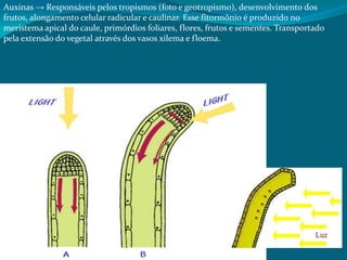 Auxinas → Responsáveis pelos tropismos (foto e geotropismo), desenvolvimento dos
frutos, alongamento celular radicular e caulinar. Esse fitormônio é produzido no
meristema apical do caule, primórdios foliares, flores, frutos e sementes. Transportado
pela extensão do vegetal através dos vasos xilema e floema.
 