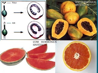 SEM HORMÔNIOS
SINTÉTICOS
COM HORMÕNIOS
SINTÉTICOS
 