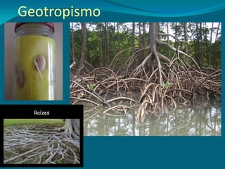 Geotropismo
 