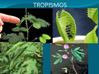 TROPISMOS
 