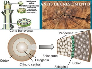 ANEIS DE CRESCIMENTO
 