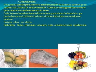 CURIOSIDADES
Uma prática comum para acelerar o amadurecimento da banana é queimar pó de
madeira nas câmaras de armazenamento. A queima de serragem libera o etileno
que é indutor do amadurecimento de frutos.
Cada fruto em amadurecimento libera outras quantidades do hormônio, que
possivelmente será utilizado em frutos vizinhos induzindo-os a amadurecer
também.
Fruteira = deve ser aberta.
Embrulhar frutos em jornais concentra o gás = amadurece mais rapidamente.
 