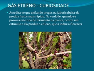 GÁS ETILENO - CURIOSIDADE
 Acredita-se que enfiando pregos na jabuticabeira ela
produz frutos mais rápido. Na verdade, quando se
provoca este tipo de ferimento na planta, ocorre um
estímulo e ela produz o etileno, que a induz a florescer.
 