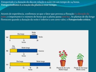 Fotoperíodo é a duração do dia em relação à noite em um tempo de 24 horas.
Fotoperiodismo é a reação da planta à esse tempo.
Através de experiência, confirmou-se que o fator que provoca a floração é a duração da
noite; o importante é o número de horas que a planta passa sem luz. As plantas de dia longo
florescem quando a duração da noite é inferior a um certo valor, o Fotoperíodo crítico.
 
