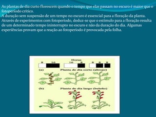 As plantas de dia curto florescem quando o tempo que elas passam no escuro é maior que o
fotoperíodo crítico.
A duração sem suspensão de um tempo no escuro é essencial para a floração da planta.
Através de experimentos com fotoperíodo, deduz-se que o estímulo para a floração resulta
de um determinado tempo ininterrupto no escuro e não da duração do dia. Algumas
experiências provam que a reação ao fotoperíodo é provocada pela folha.
 