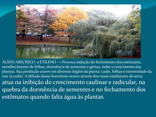 ÁCIDO ABSCÍSICO e ETILENO → Provoca indução do fechamento dos estômatos,
envelhecimento de folhas, dormência de sementes e gemas, inibe o crescimento das
plantas. Sua produção ocorre em diversos órgãos da planta: caule, folhas e extremidade da
raiz (a coifa). A difusão desse hormônio ocorre através dos vasos condutores de seiva,
atua na inibição do crescimento caulinar e radicular, na
quebra da dormência de sementes e no fechamento dos
estômatos quando falta água às plantas.
 