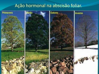 Ação hormonal na abscisão foliar.
 