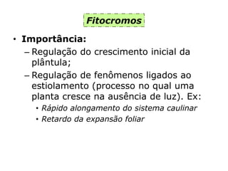Fitocromos
• Importância:
– Regulação do crescimento inicial da
plântula;
– Regulação de fenômenos ligados ao
estiolamento (processo no qual uma
planta cresce na ausência de luz). Ex:
• Rápido alongamento do sistema caulinar
• Retardo da expansão foliar
 