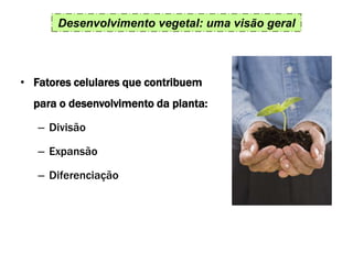 Desenvolvimento vegetal: uma visão geral
• Fatores celulares que contribuem
para o desenvolvimento da planta:
– Divisão
– Expansão
– Diferenciação
 