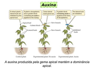 Auxina
A auxina produzida pela gema apical mantém a dominância
apical.
 