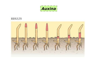 Auxina
 