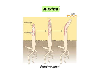 Auxina
Fototropismo
 