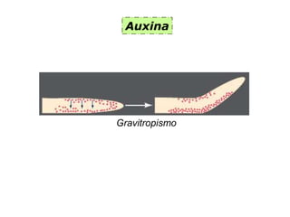 Auxina
Gravitropismo
 