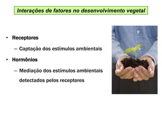 Interações de fatores no desenvolvimento vegetal
• Receptores
– Captação dos estímulos ambientais
• Hormônios
– Mediação dos estímulos ambientais
detectados pelos receptores
 