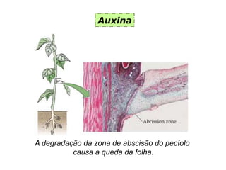 Auxina
A degradação da zona de abscisão do pecíolo
causa a queda da folha.
 