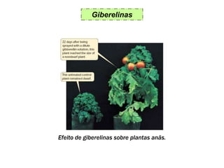 Giberelinas
Efeito de giberelinas sobre plantas anãs.
 