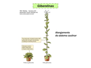 Giberelinas
Alongamento
do sistema caulinar
 