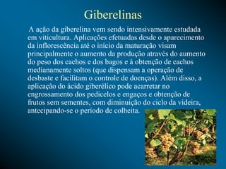 Giberelinas
A ação da giberelina vem sendo intensivamente estudada
em viticultura. Aplicações efetuadas desde o aparecimento
da inflorescência até o início da maturação visam
principalmente o aumento da produção através do aumento
do peso dos cachos e dos bagos e à obtenção de cachos
medianamente soltos (que dispensam a operação de
desbaste e facilitam o controle de doenças). Além disso, a
aplicação do ácido giberélico pode acarretar no
engrossamento dos pedicelos e engaços e obtenção de
frutos sem sementes, com diminuição do ciclo da videira,
antecipando-se o período de colheita.
 