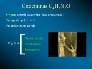 Citocininas C4H5N3O
Origem: a partir da adenina (base nitrogenada)
Transporte: pelo xilema
Produção: ponta da raiz
Divisão celular
Metabolismo
Senescência
[
Regulam
 