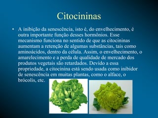 Citocininas
• A inibição da senescência, isto é, do envelhecimento, é
outra importante função desses hormônios. Esse
mecanismo funciona no sentido de que as citocininas
aumentam a retenção de algumas substâncias, tais como
aminoácidos, dentro da célula. Assim, o envelhecimento, o
amarelecimento e a perda de qualidade de mercado dos
produtos vegetais são retardados. Devido a essa
propriedade, a citocinina está sendo usada como inibidor
de senescência em muitas plantas, como o alface, o
brócolis, etc.
 