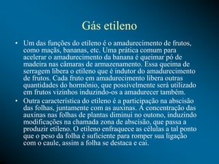 Gás etileno
• Um das funções do etileno é o amadurecimento de frutos,
como maçãs, bananas, etc. Uma prática comum para
acelerar o amadurecimento da banana é queimar pó de
madeira nas câmaras de armazenamento. Essa queima de
serragem libera o etileno que é indutor do amadurecimento
de frutos. Cada fruto em amadurecimento libera outras
quantidades do hormônio, que possivelmente será utilizado
em frutos vizinhos induzindo-os a amadurecer também.
• Outra característica do etileno é a participação na abscisão
das folhas, juntamente com as auxinas. A concentração das
auxinas nas folhas de plantas diminui no outono, induzindo
modificações na chamada zona de abscisão, que passa a
produzir etileno. O etileno enfraquece as células a tal ponto
que o peso da folha é suficiente para romper sua ligação
com o caule, assim a folha se destaca e cai.
 