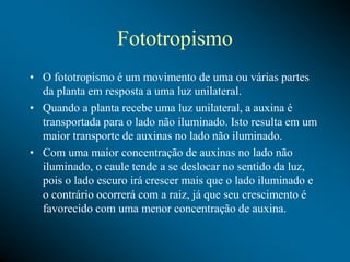 Fototropismo
• O fototropismo é um movimento de uma ou várias partes
da planta em resposta a uma luz unilateral.
• Quando a planta recebe uma luz unilateral, a auxina é
transportada para o lado não iluminado. Isto resulta em um
maior transporte de auxinas no lado não iluminado.
• Com uma maior concentração de auxinas no lado não
iluminado, o caule tende a se deslocar no sentido da luz,
pois o lado escuro irá crescer mais que o lado iluminado e
o contrário ocorrerá com a raiz, já que seu crescimento é
favorecido com uma menor concentração de auxina.
 