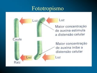 Fototropismo
 