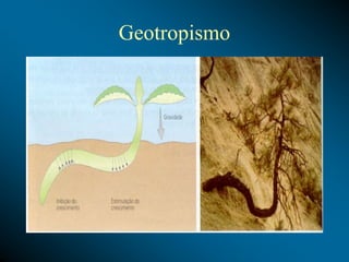 Geotropismo
 