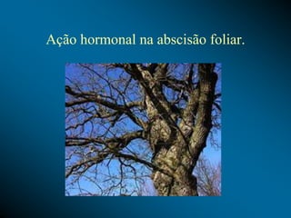Ação hormonal na abscisão foliar.
 