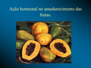 Ação hormonal no amadurecimento das
frutas.
 
