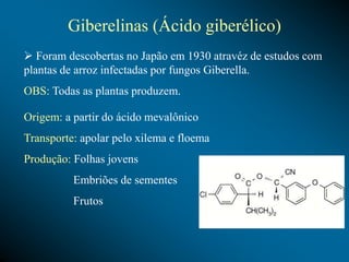 Giberelinas (Ácido giberélico)
 Foram descobertas no Japão em 1930 atravéz de estudos com
plantas de arroz infectadas por fungos Giberella.
OBS: Todas as plantas produzem.
Origem: a partir do ácido mevalônico
Transporte: apolar pelo xilema e floema
Produção: Folhas jovens
Embriões de sementes
Frutos
 