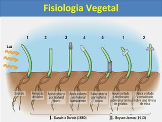 Fisiologia Vegetal
 