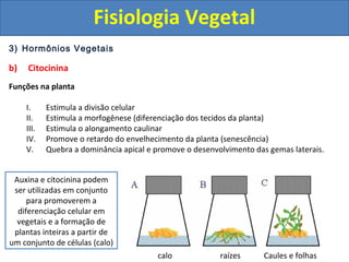 3) Hormônios Vegetais
b) Citocinina
Funções na planta
I. Estimula a divisão celular
II. Estimula a morfogênese (diferenciação dos tecidos da planta)
III. Estimula o alongamento caulinar
IV. Promove o retardo do envelhecimento da planta (senescência)
V. Quebra a dominância apical e promove o desenvolvimento das gemas laterais.
Auxina e citocinina podem
ser utilizadas em conjunto
para promoverem a
diferenciação celular em
vegetais e a formação de
plantas inteiras a partir de
um conjunto de células (calo)
calo raízes Caules e folhas
Fisiologia Vegetal
 