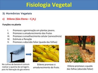 3) Hormônios Vegetais
c) Etileno (Gás Eteno – C2H4)
Funções na planta
I. Promove a germinação em plantas jovens.
II. Promove o amadurecimento dos frutos
III. Promove o envelhecimento celular (senescência)
IV. Estimula a floração
V. Promove a abscisão foliar (queda das folhas)
No cultivo de banana é comum
realizar a queima da serragem,
pois há liberação do gás etileno
Etileno promove o
amadurecimento do fruto.
Etileno promove a queda
das folhas (abscisão foliar)
Fisiologia Vegetal
 